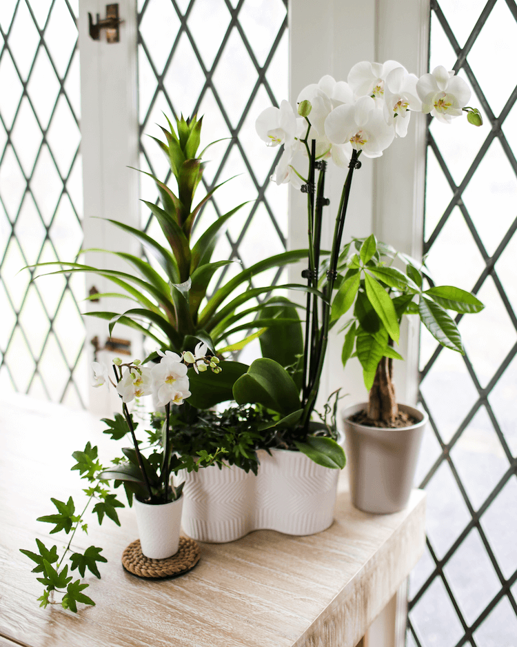 Orchid Care in Winter Months